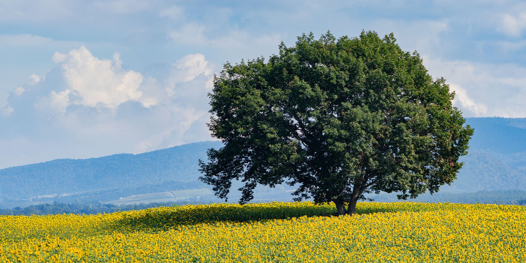 Autumn sunflower field at the base of a large tree