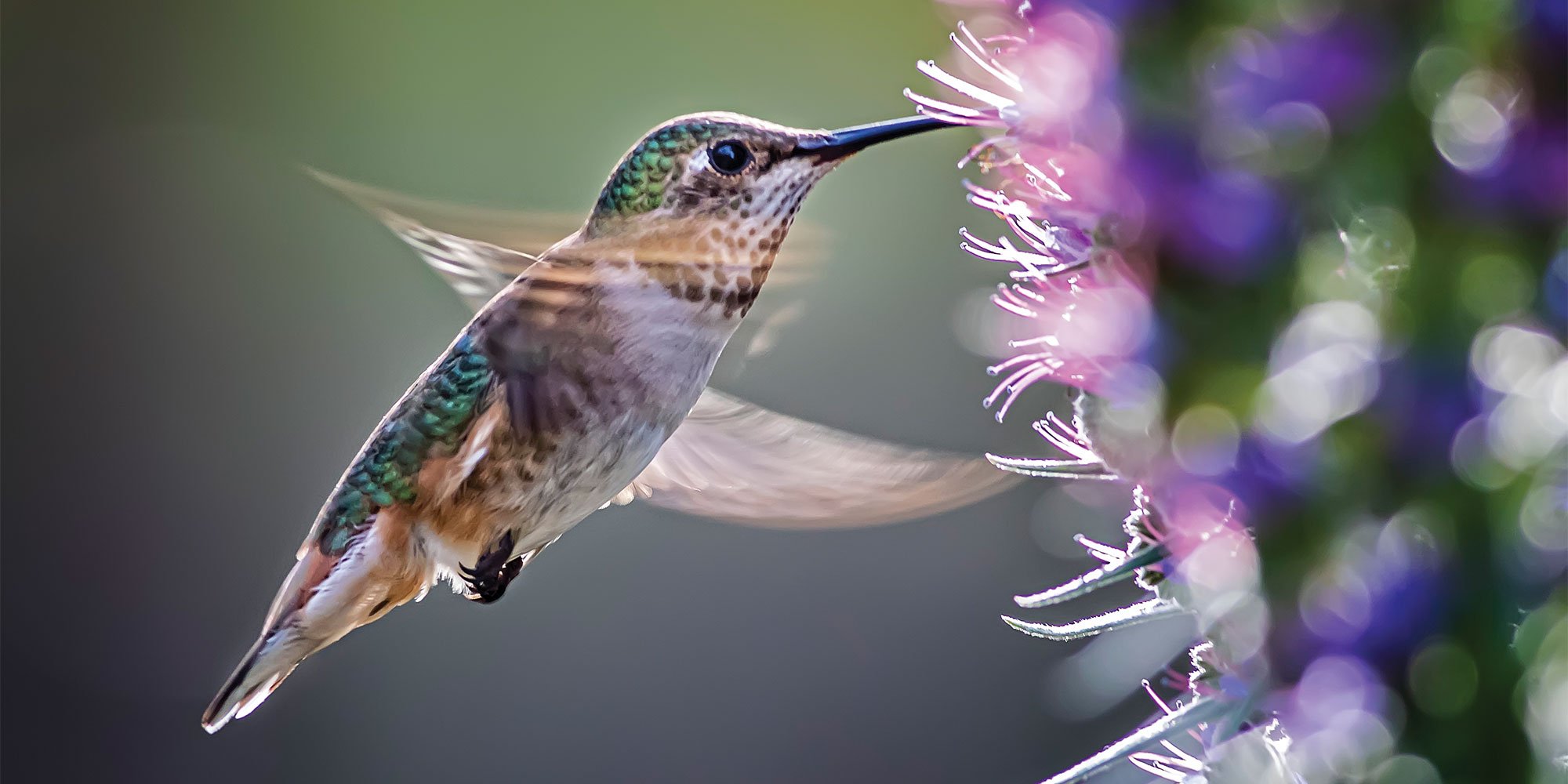 Zoomed in shot of hummingbird flying while getting nectar from purple flowers.