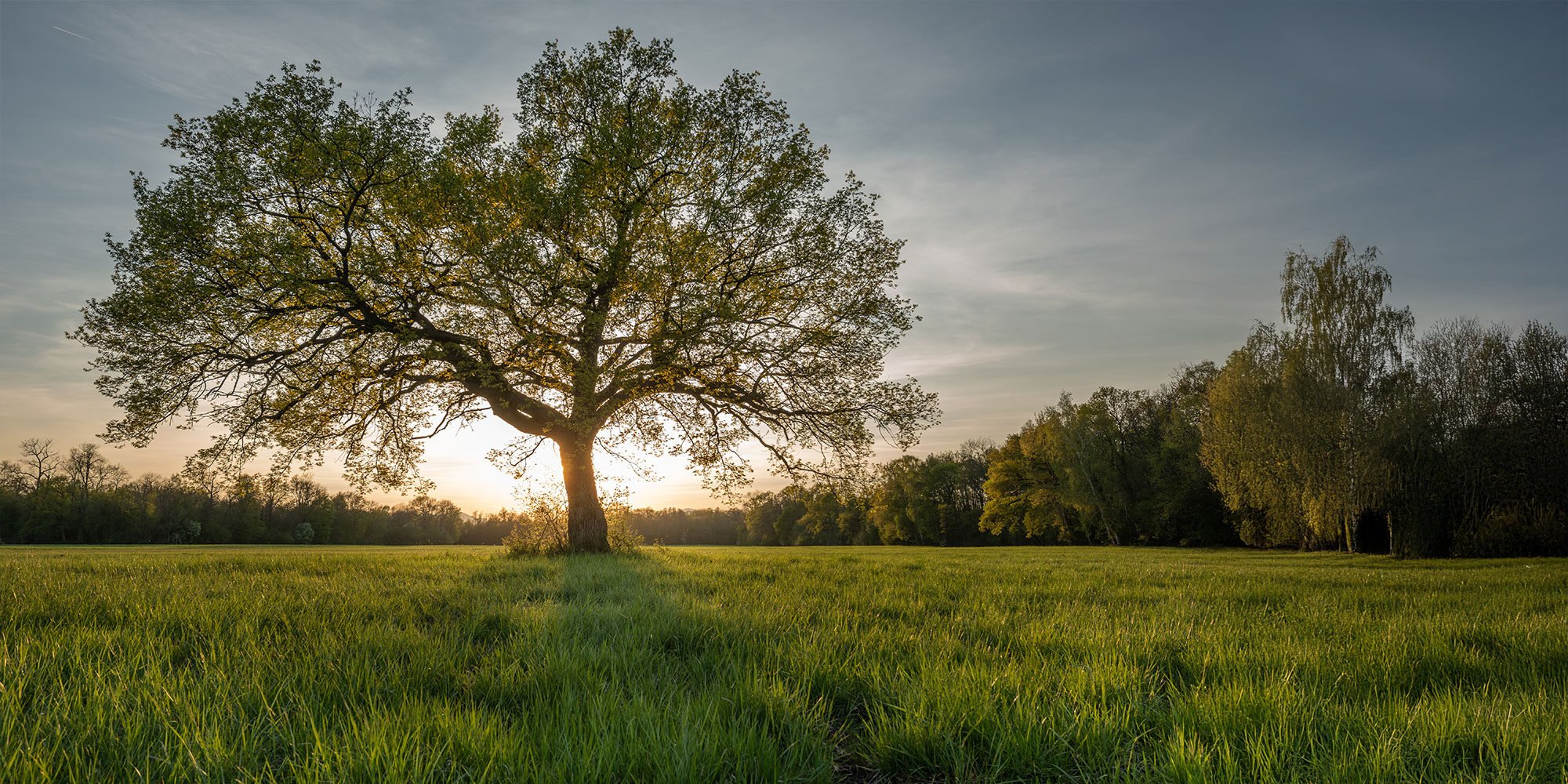 Tree in a meadow at sunset in spring