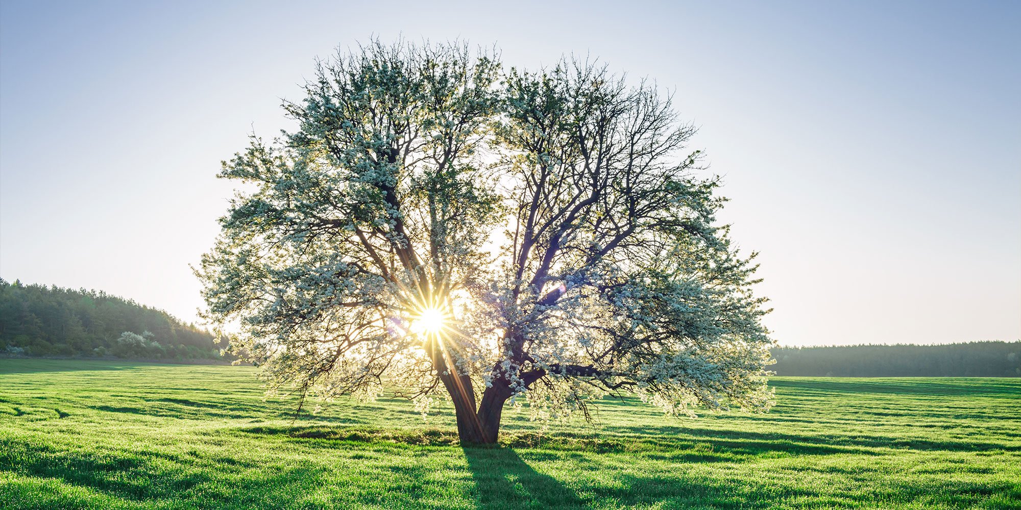 Sun shines through tree in a green field.