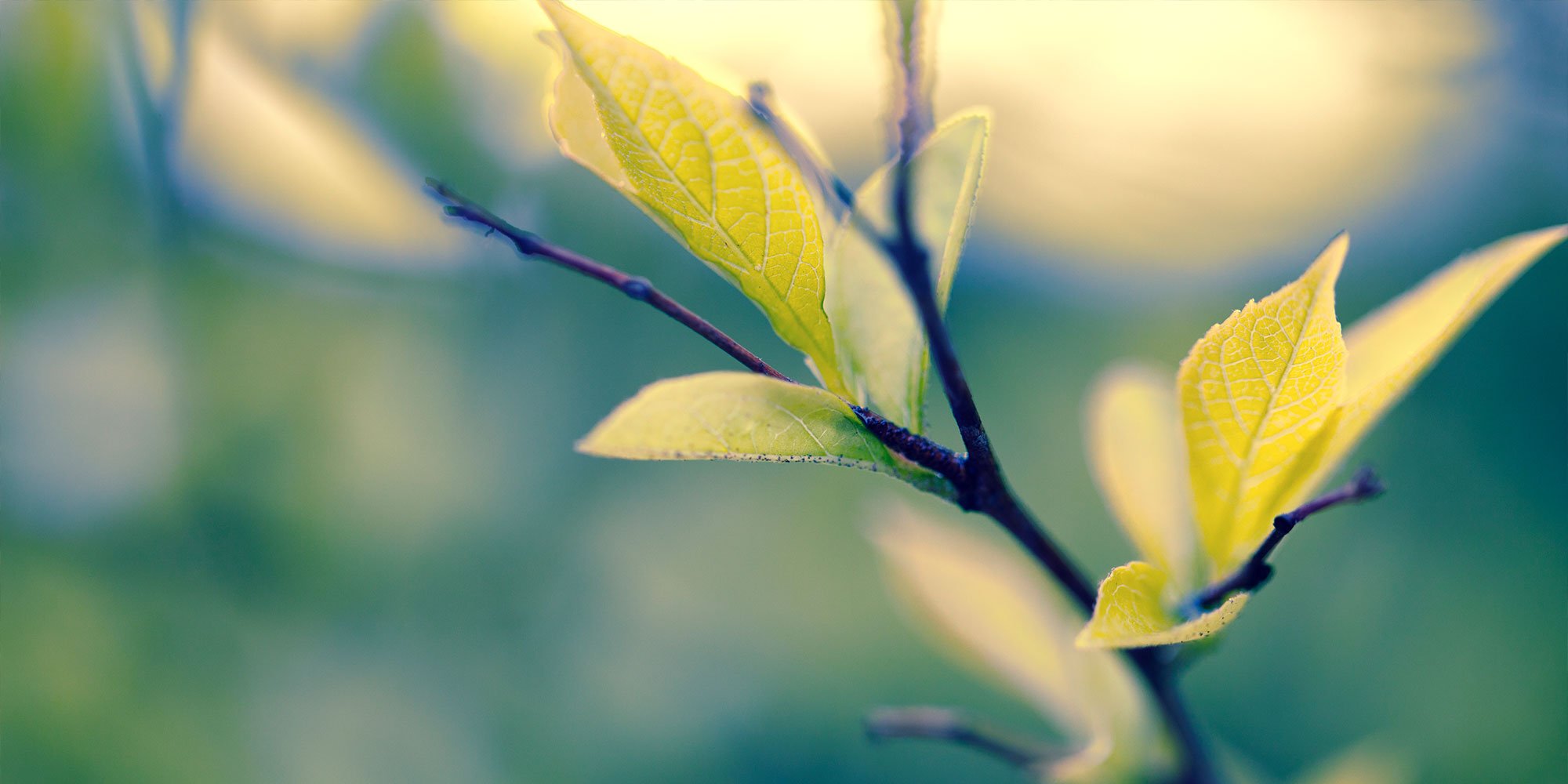 Soft selective focus on new leaf growth in spring