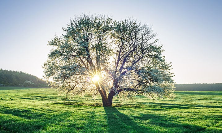 Sun shines through tree in gree field